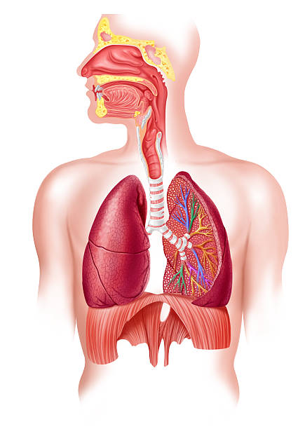 Lung Anatomy